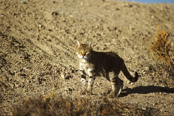 gatto selvatico australiano