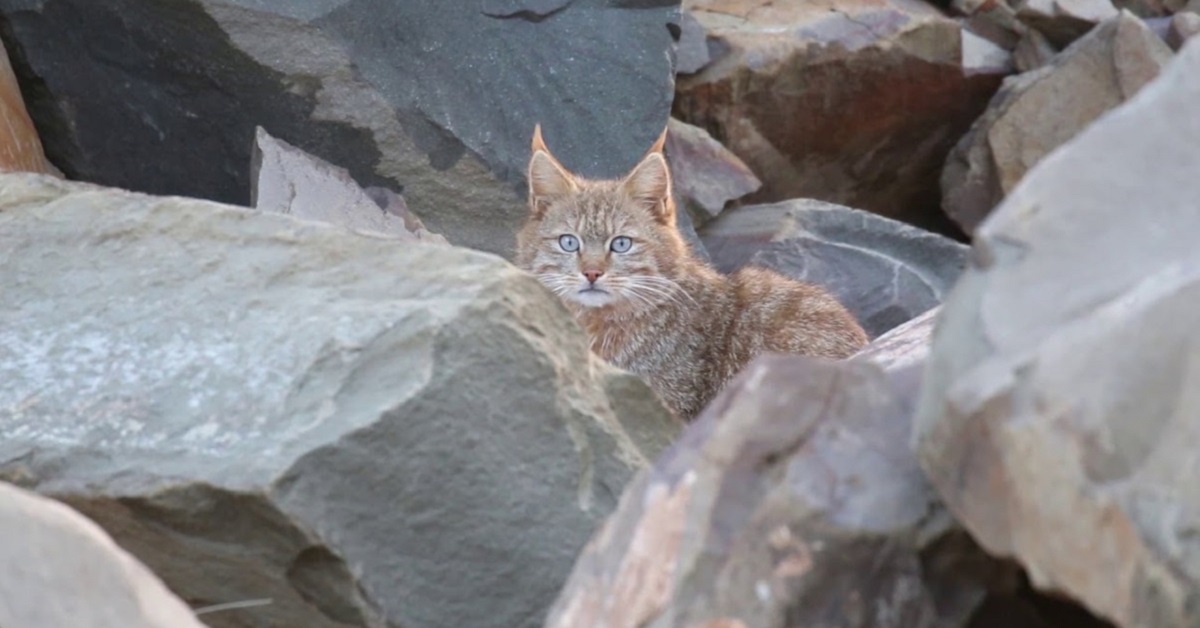 Razze di gatti selvatici da tutto il mondo