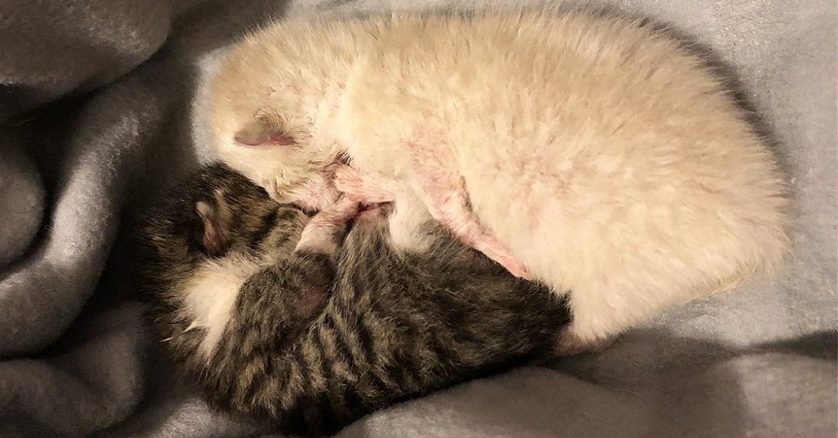 Salva una gattina appena nata, donna torna a prendere il fratellino