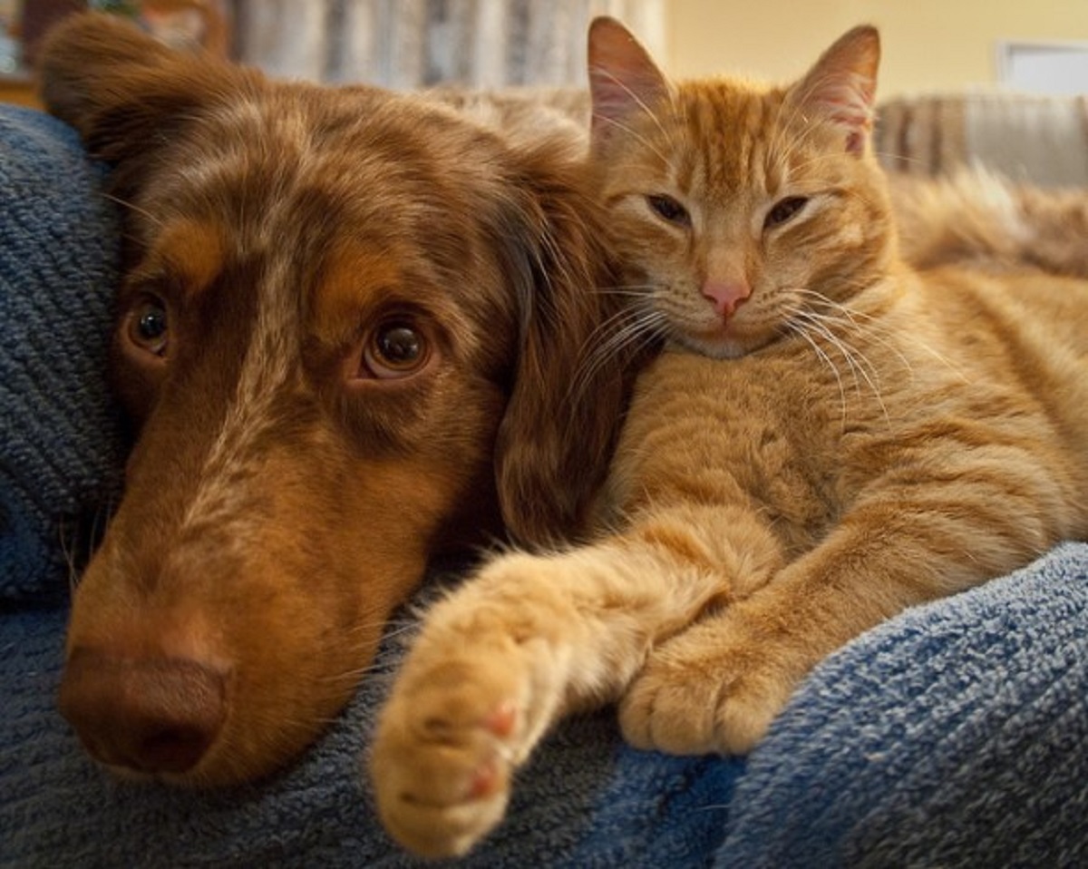 “Un gatto soriano diceva a un barbone…”: la poesia di Trilussa