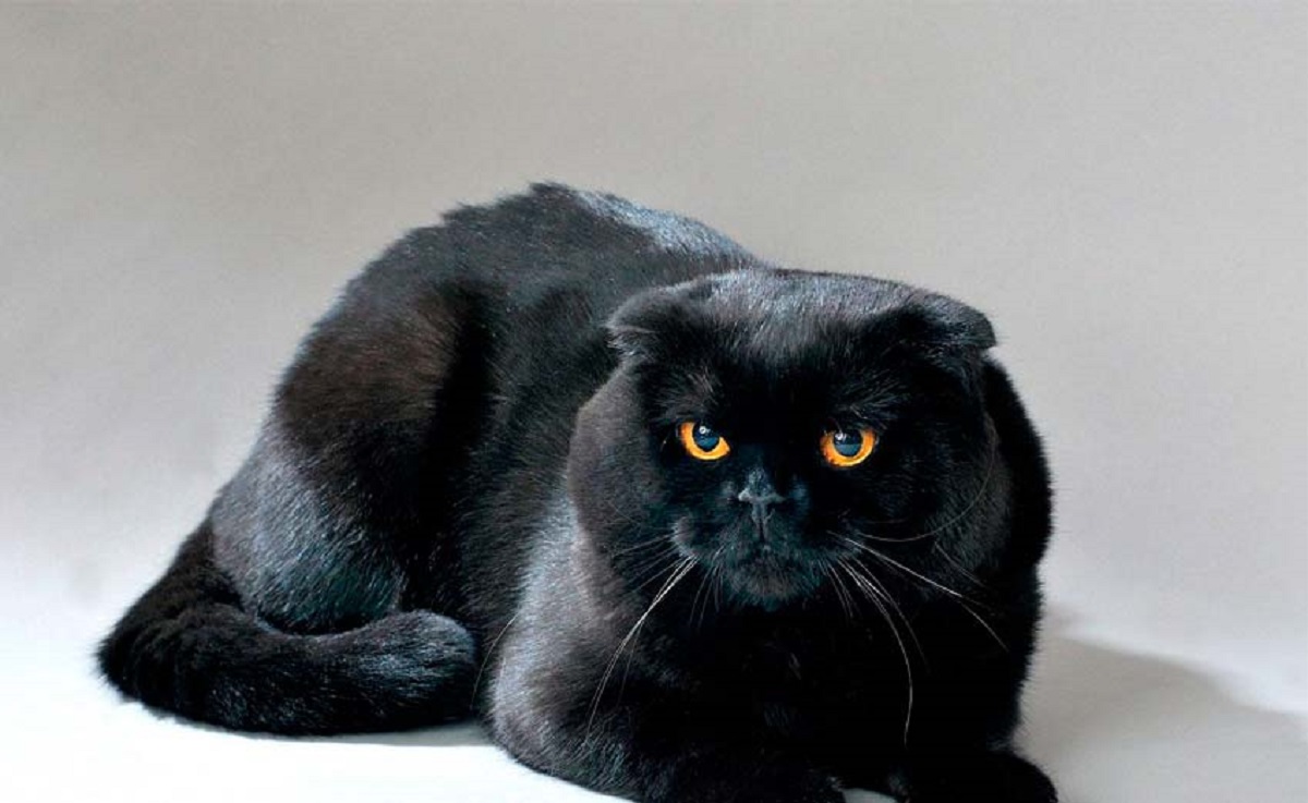 scottish fold nero