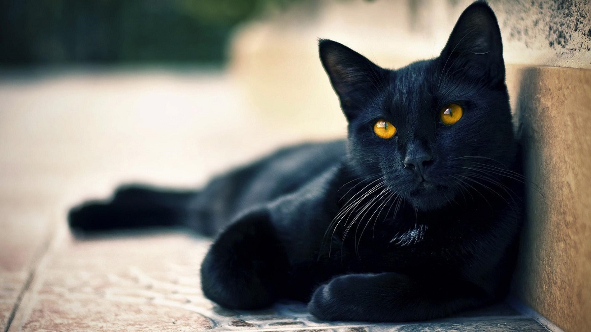 10 Razze di gatti neri