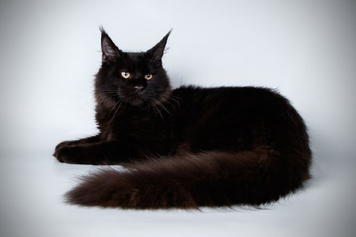 maine coon nero