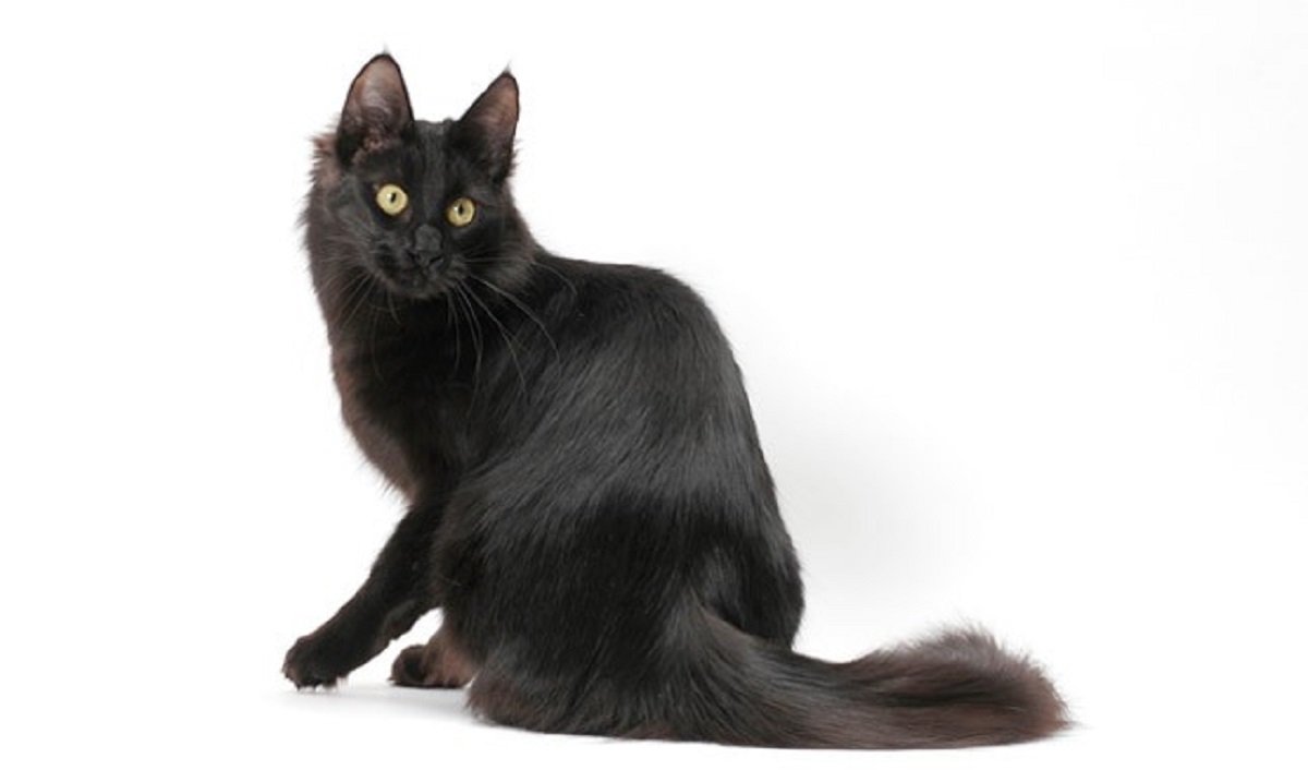 gatto d'angora nero