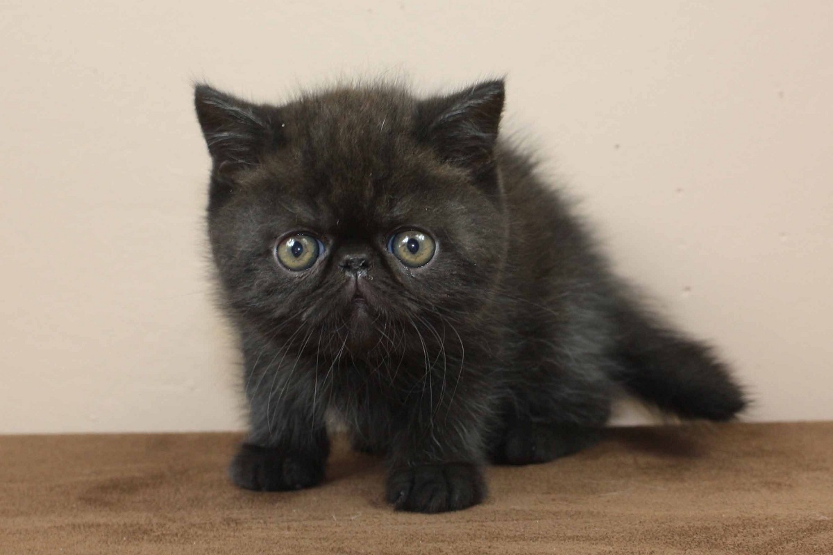 cucciolo di exotic shorthair nero