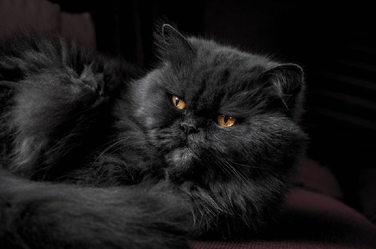 gatto persiano nero