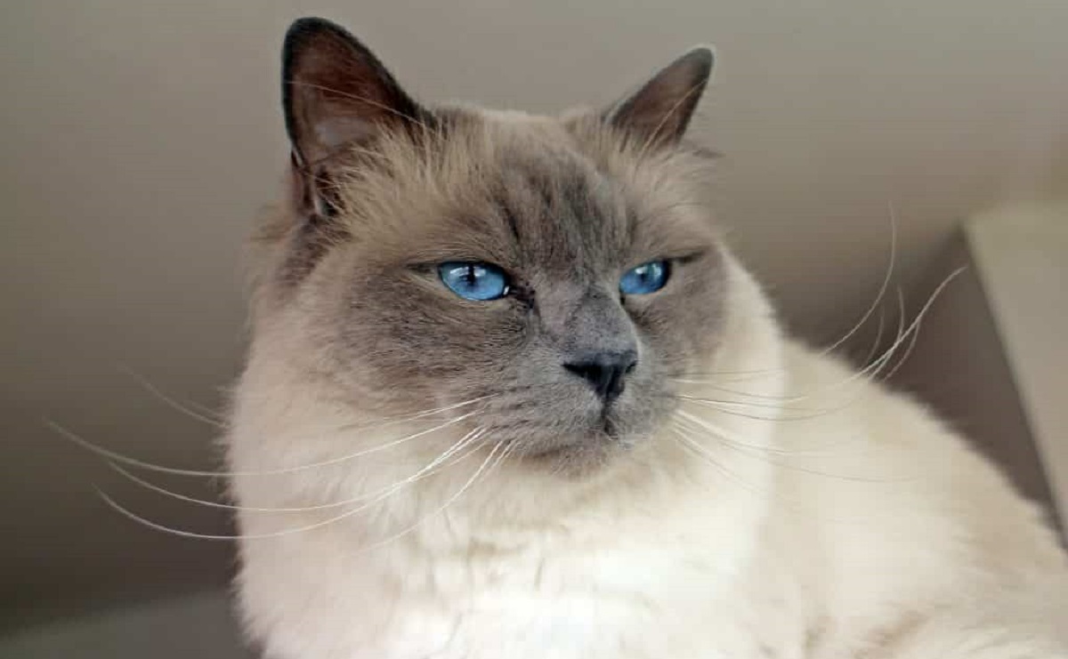 gatto birmano occhi blu