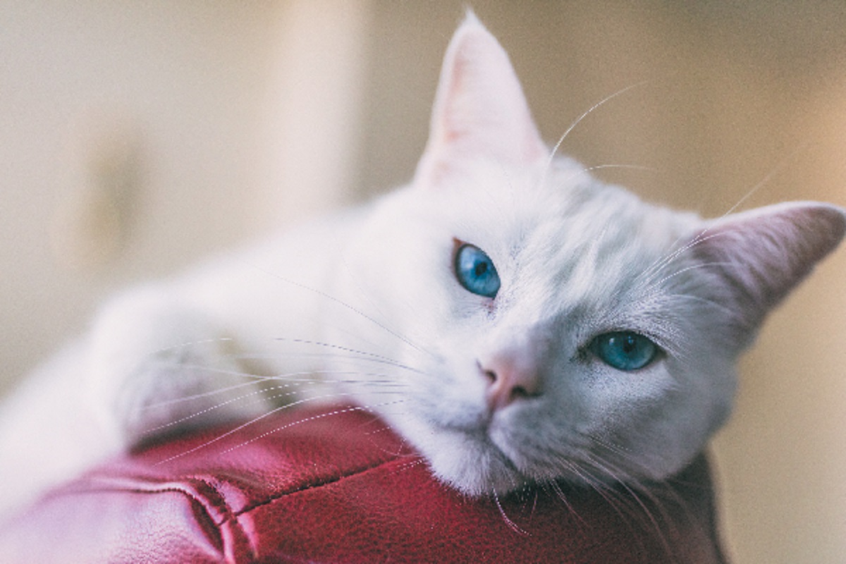 angora turco occhi blu