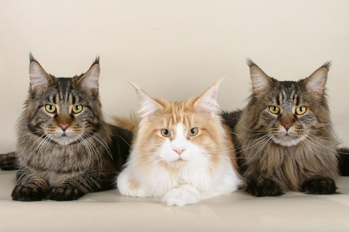 tre gatti maine coon