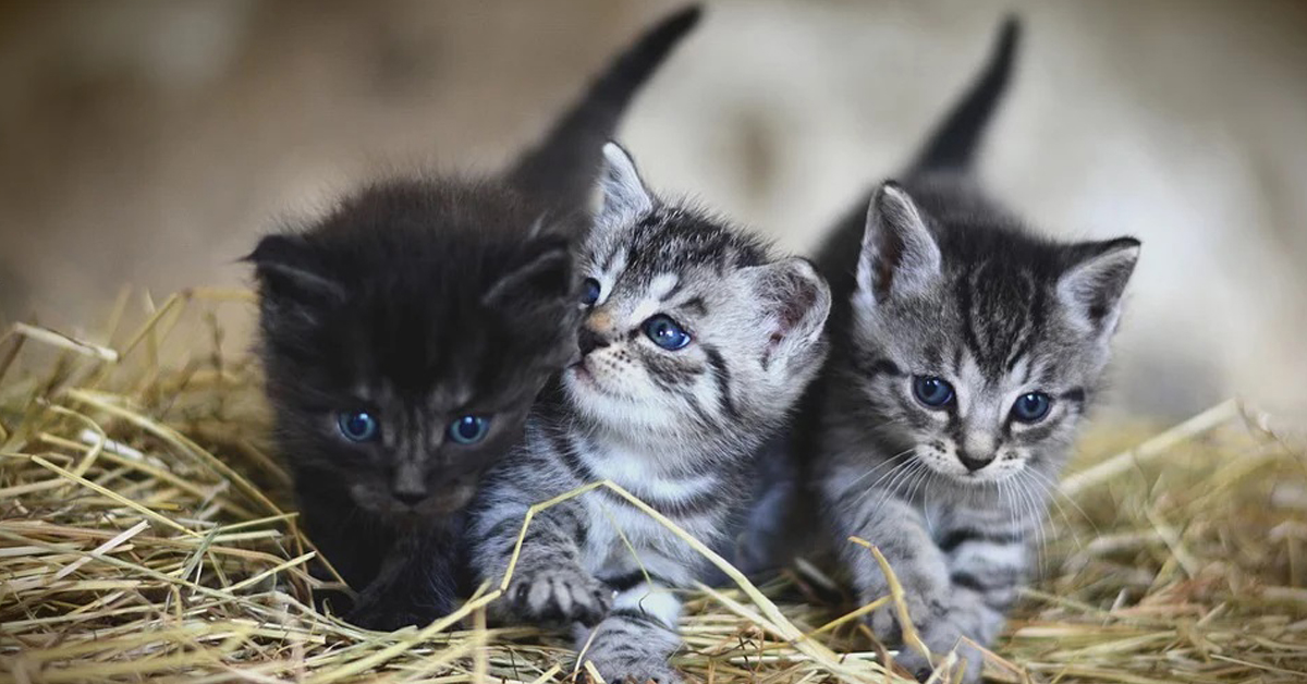 Gattino che trema: le cause, come aiutarlo e come rassicurarlo