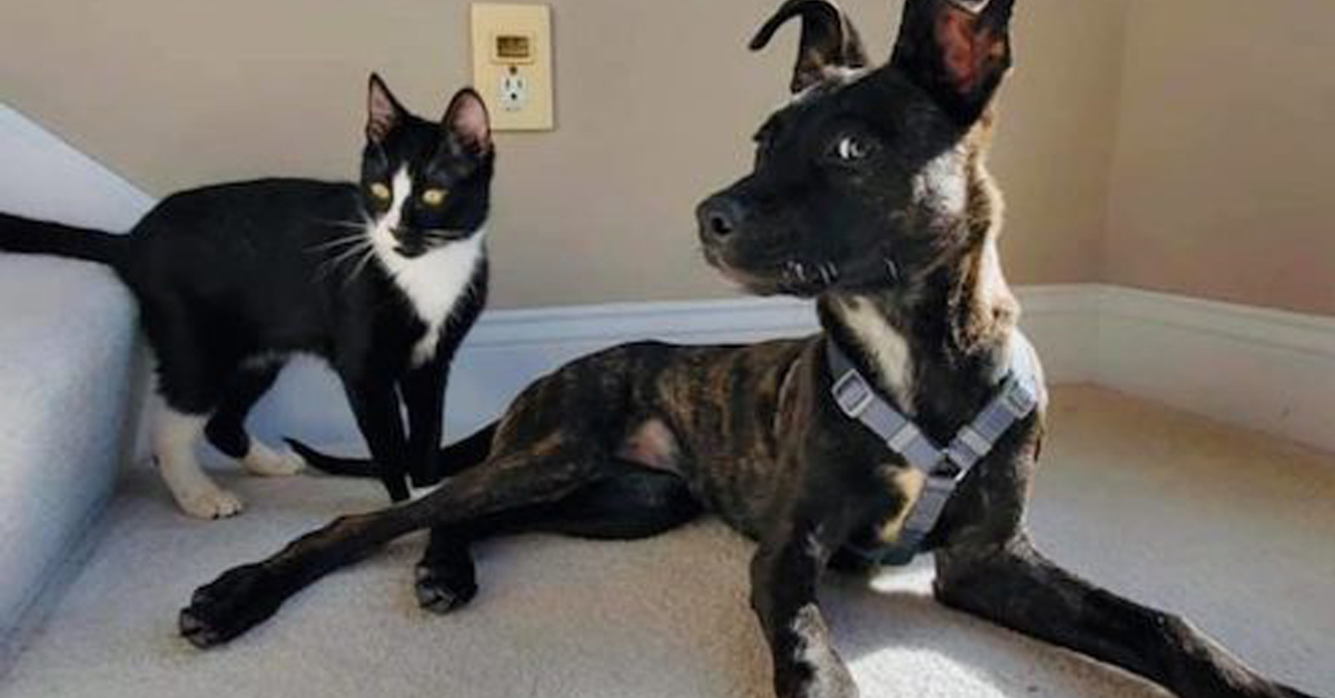 Blinks, il gattino che ha superato il dolore di un abbandono grazie all’amicizia con un cane