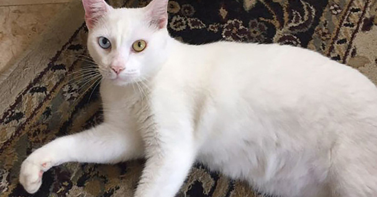 Cotton, il gattino “cieco” per colpa della scabbia che ha poi mostrato due occhi bellissimi