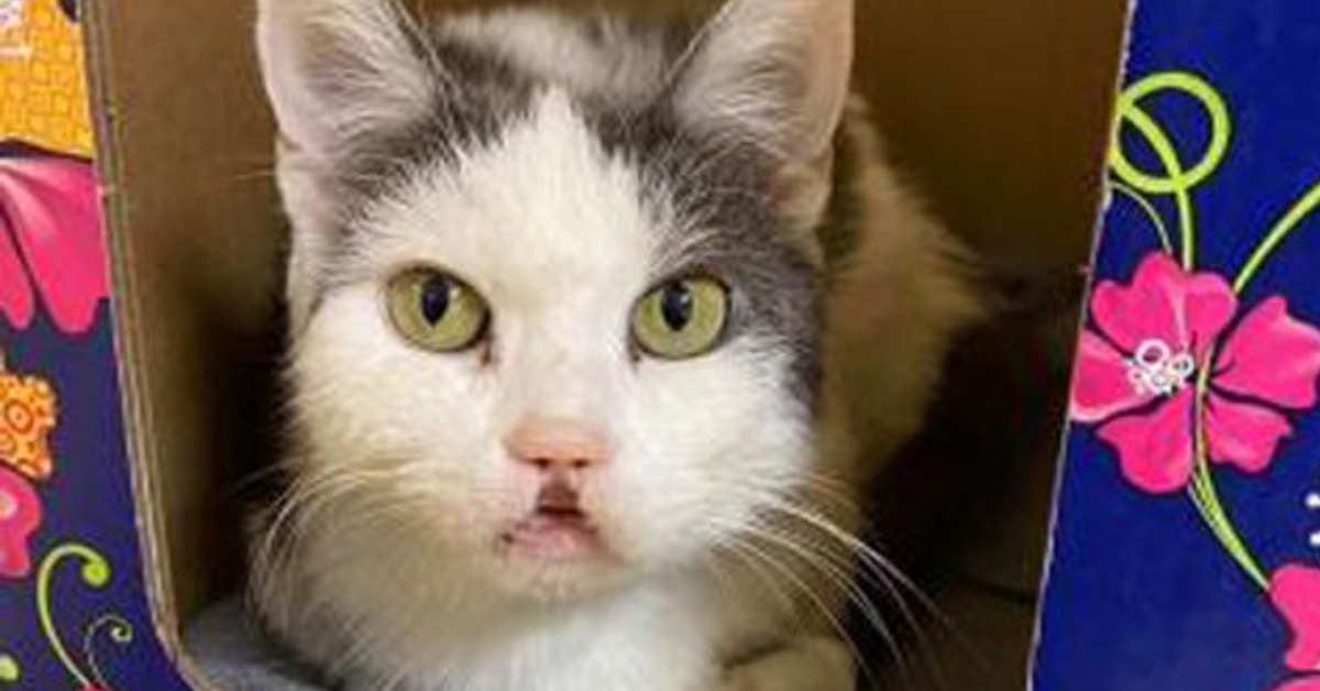 Felicia, il gattino che ha perso un labbro e ora cerca la felicità
