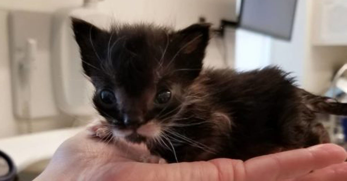 Francis, il gattino minuscolo che ha lottato per sopravvivere (VIDEO)