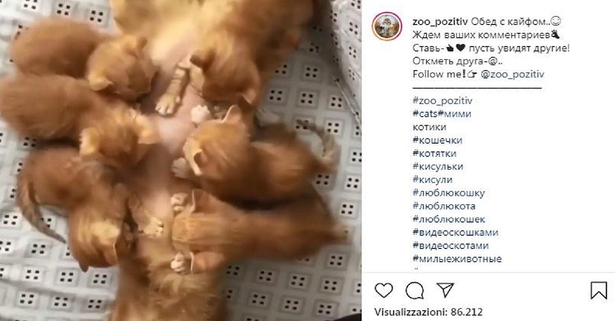 Gatta allatta i cuccioli e commuove il web -VIDEO