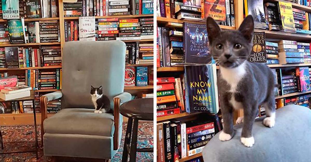 Gattini in libreria