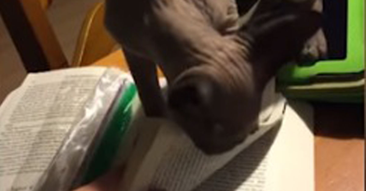 Gattino-Sphynx-non-vuole-far-studiare-la-sua-proprietaria-il-video-virale2