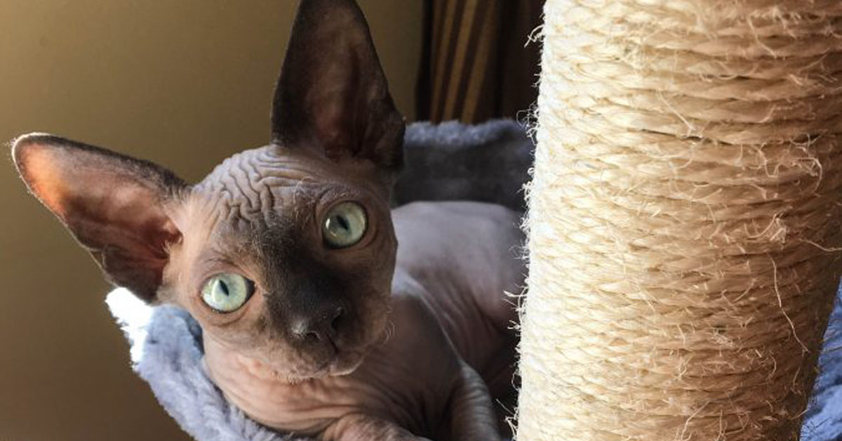 Gattino-Sphynx-non-vuole-far-studiare-la-sua-proprietaria-il-video-virale4