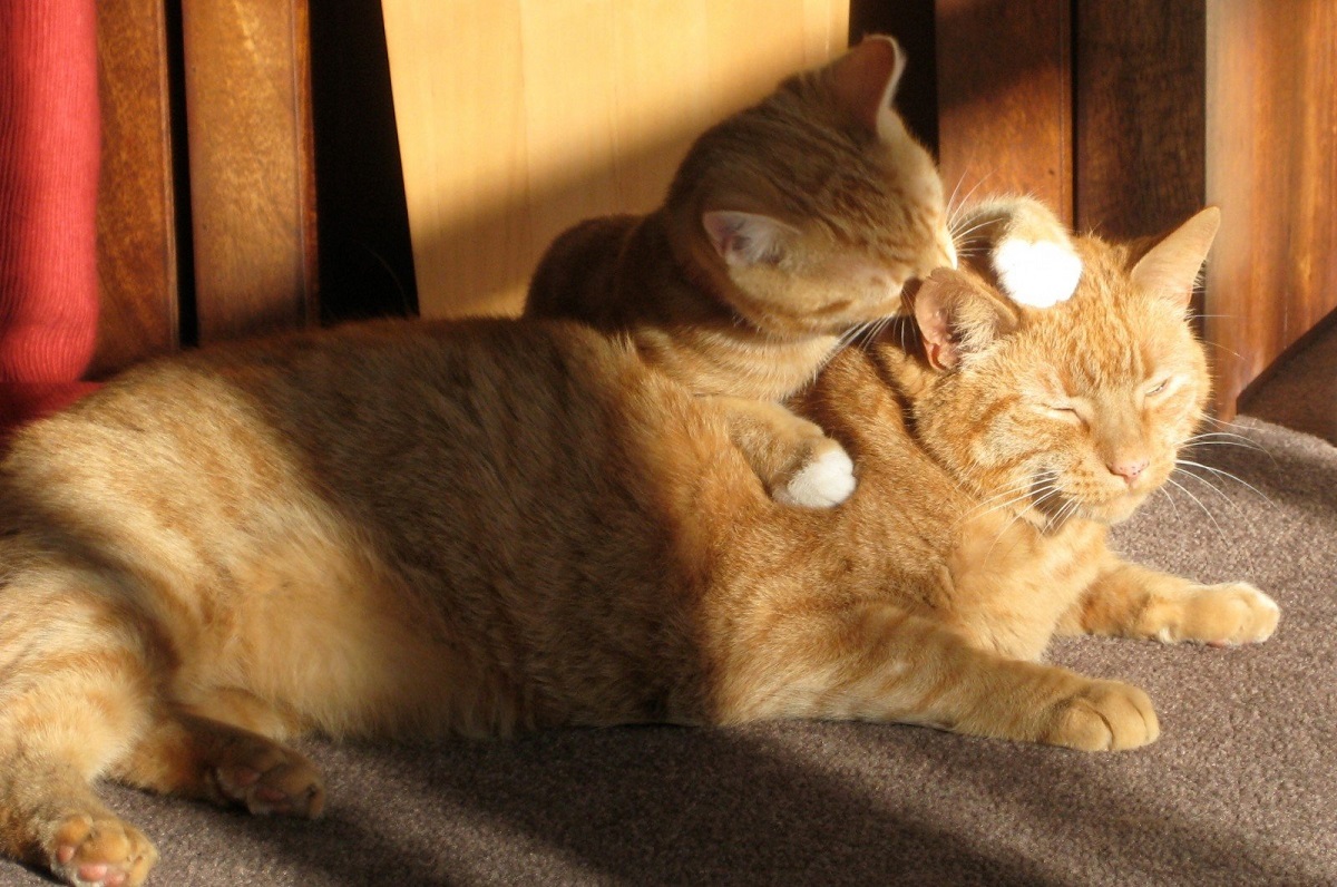 gatto soriano con cucciolo