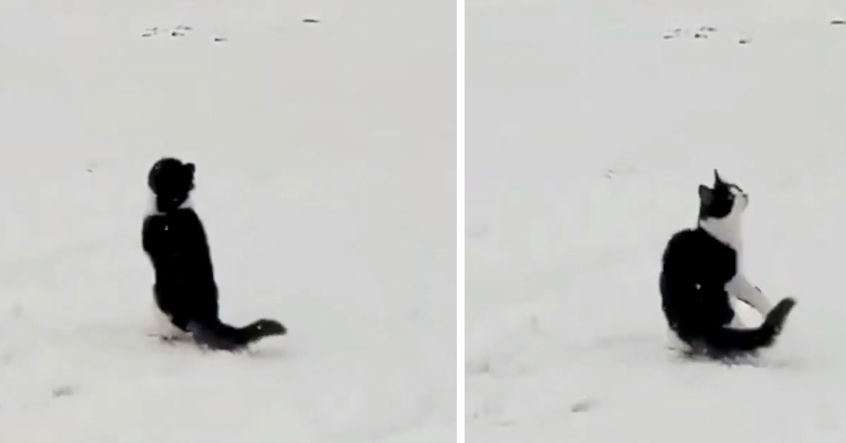 Gattino nella neve