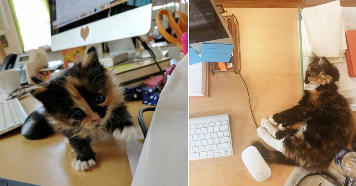 Gattino in un ufficio