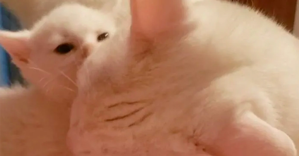 King-il-gattino-sordo-che-e-stato-adottato-da-altri-due-felino-sordi-video2