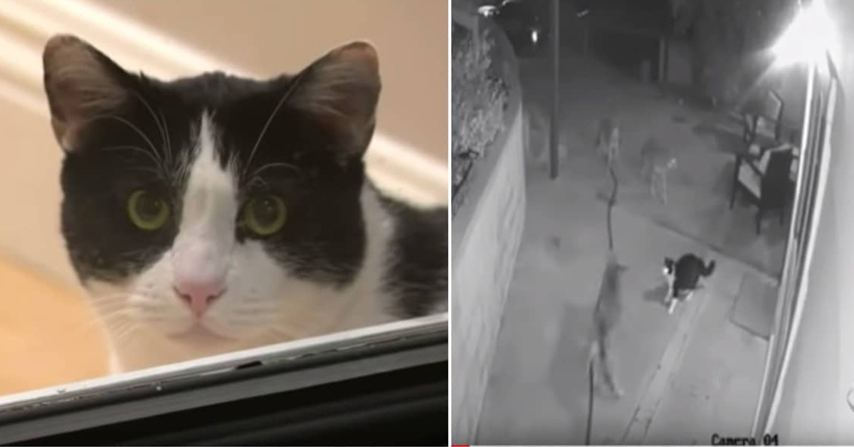 Max, il gattino che ha difeso la sua famiglia da 3 coyote