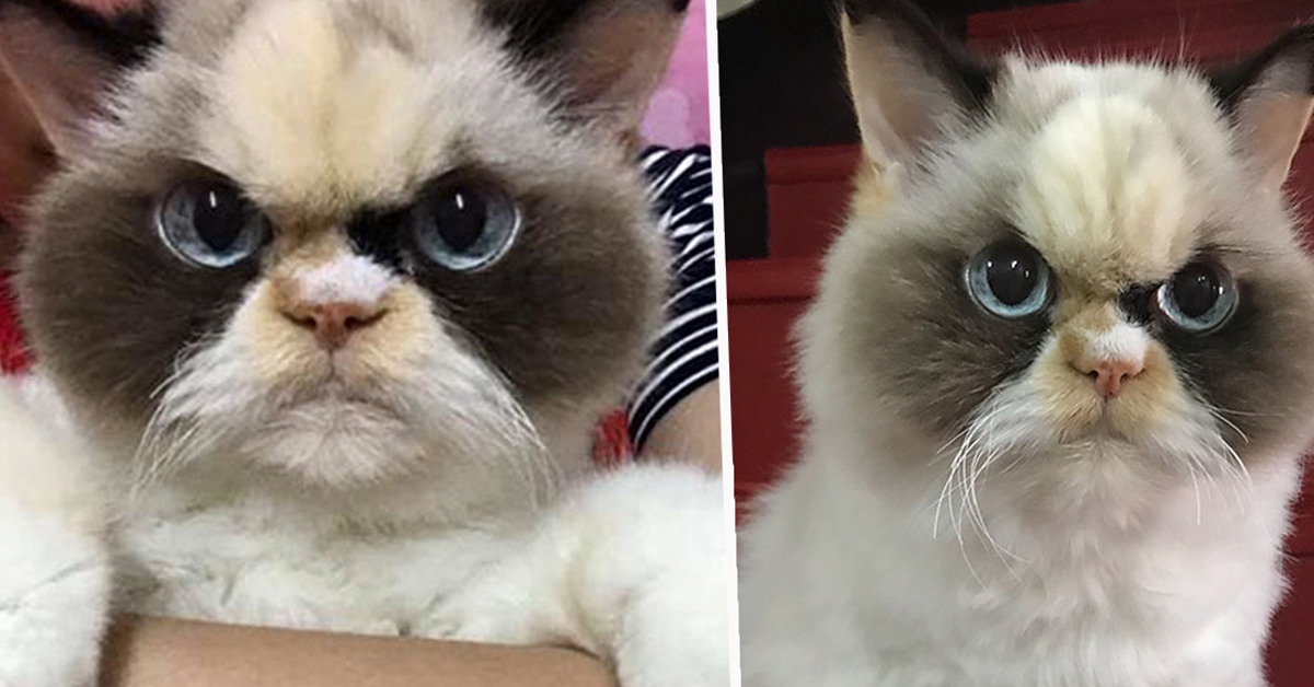 Meow Meow, il gattino che è il nuovo Grumpy Cat