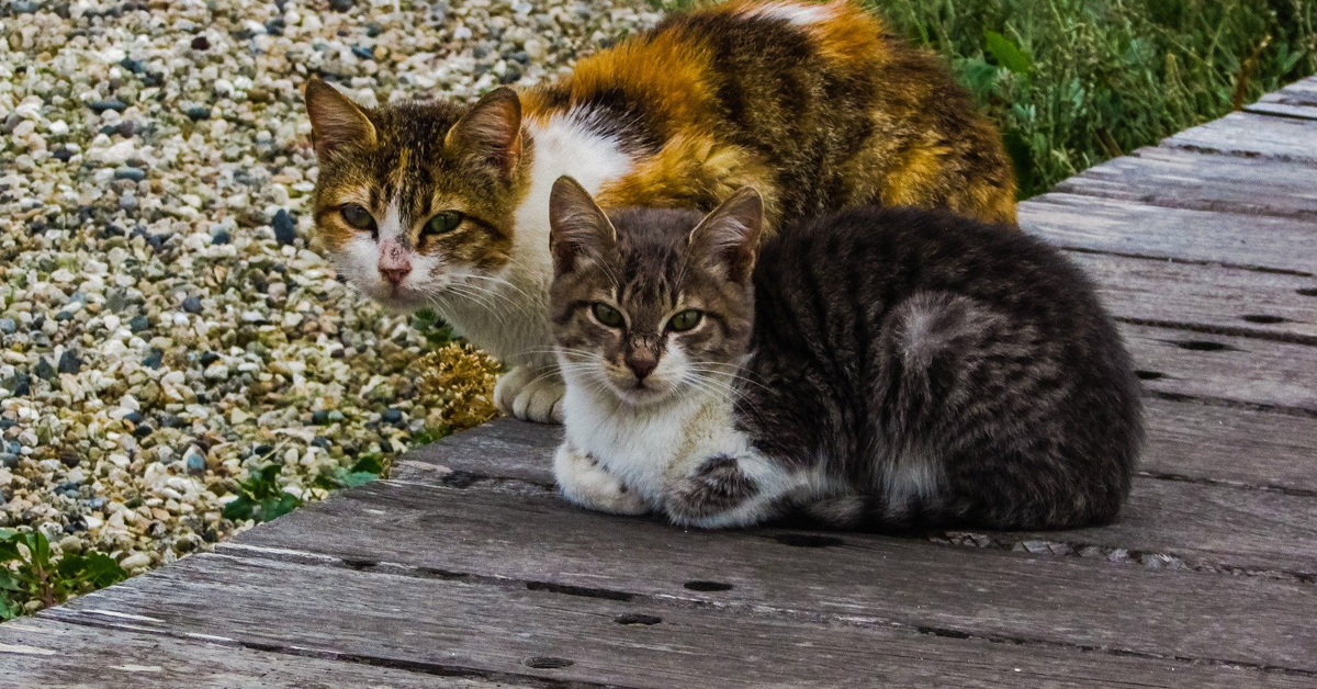 Pomezia: gattini trovati senza vita, si sospetta avvelenamento