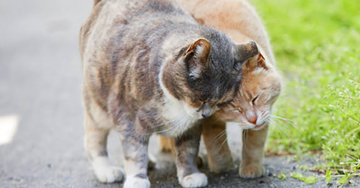 Gatti che camminano