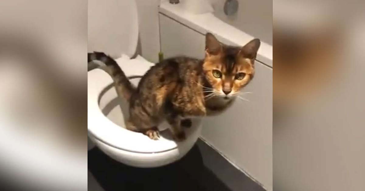 Gatto che fa i bisogni nel wc