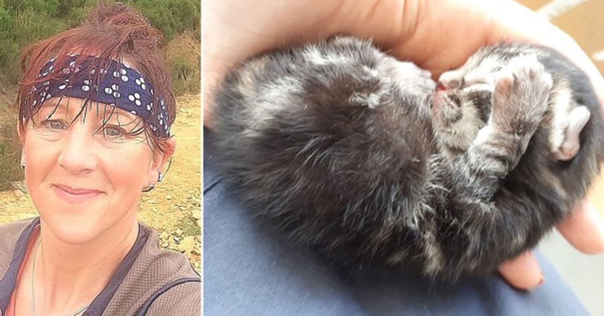 Sky, il gattino “caduto dal cielo” che ora vuole essere felice