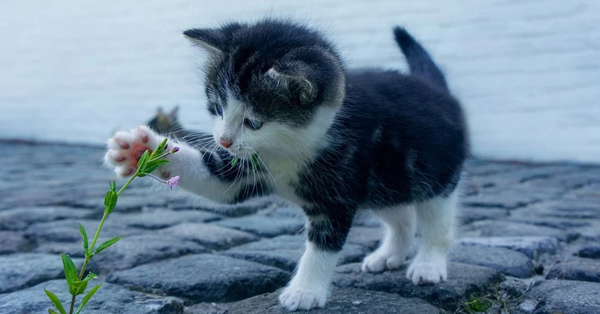 Gattino che gioca con un fiore