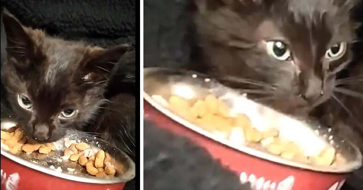 Gattino che mangia