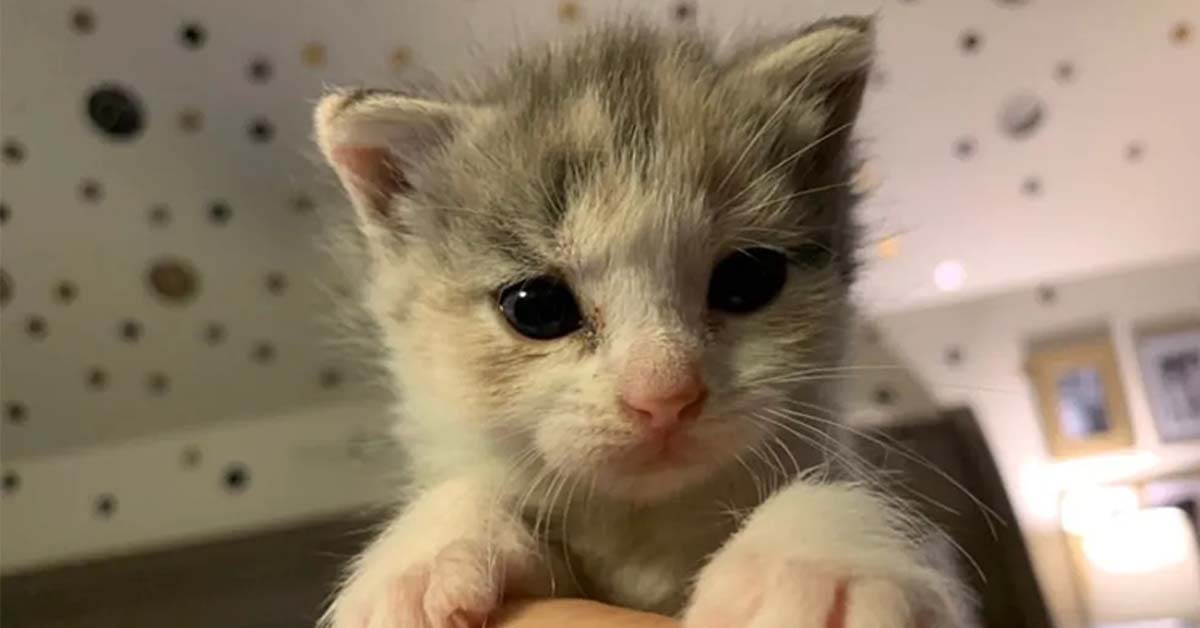 Uni, il gattino senza una zampa che ora vuole essere felice