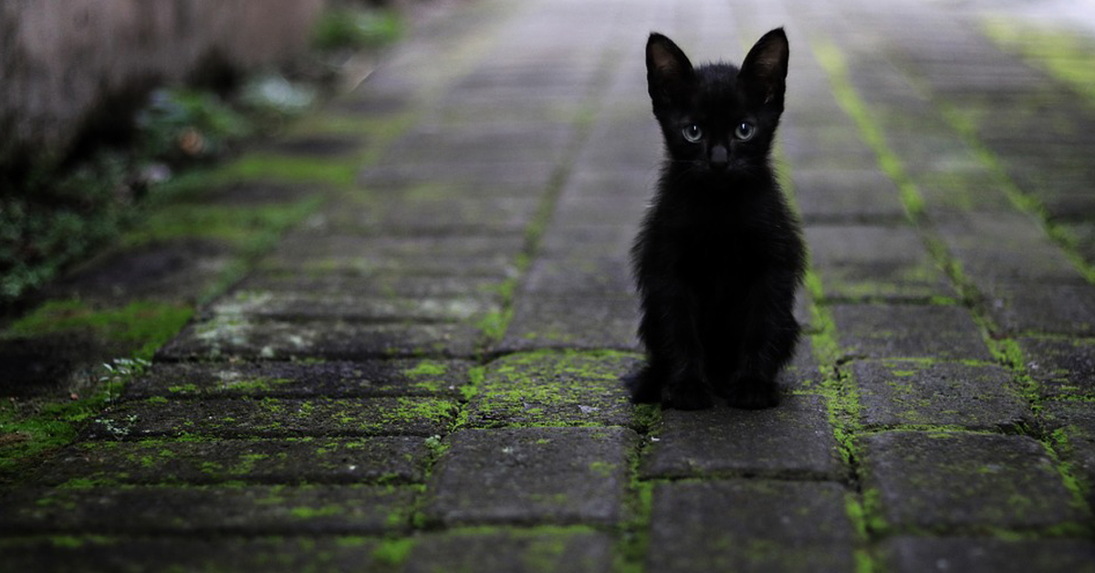 Gattino nero seduto