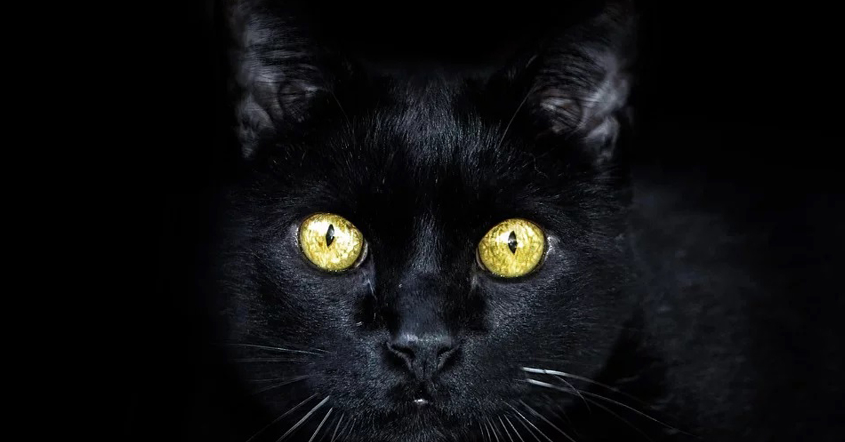 Gatto nero che osserva