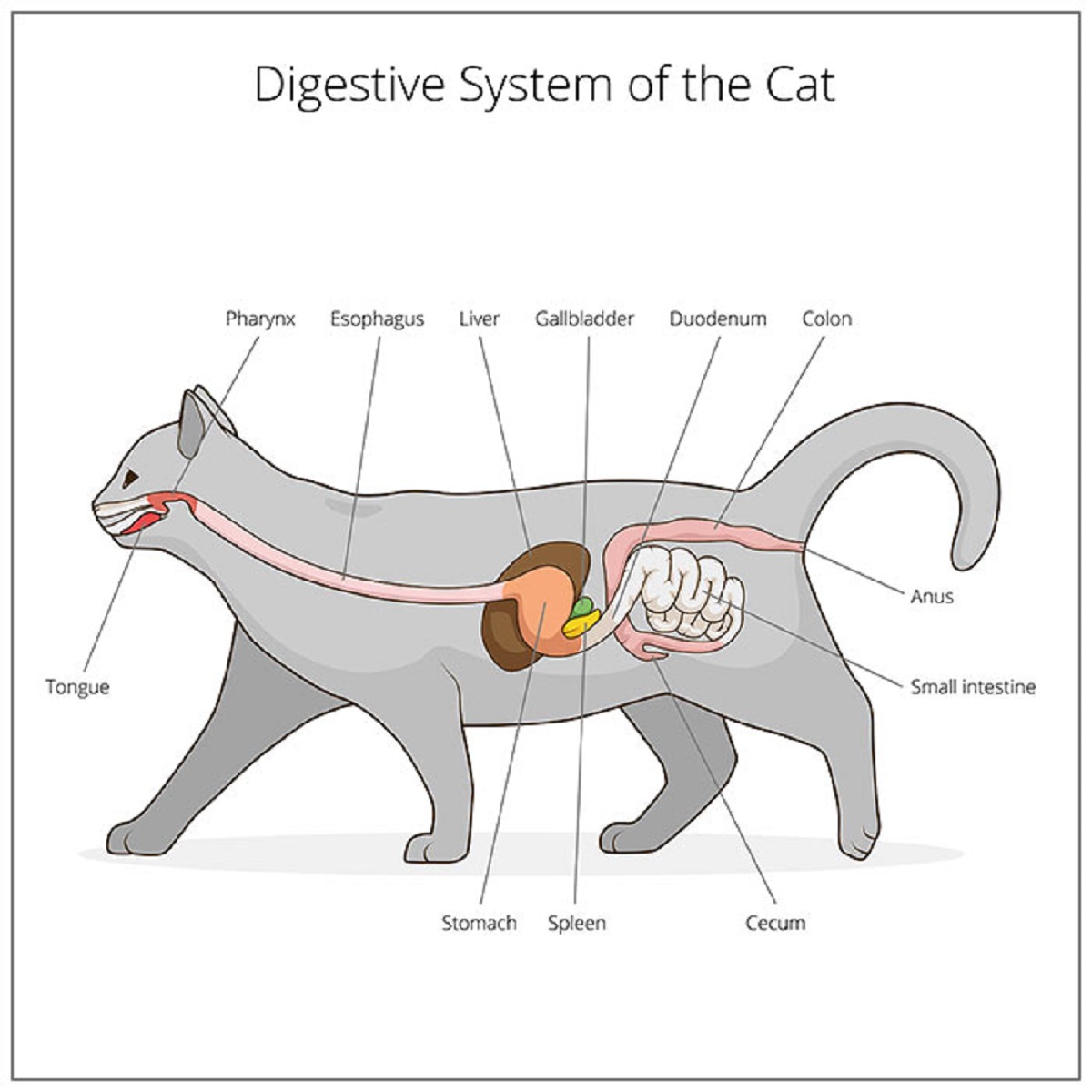 sistema digerente nel gatto