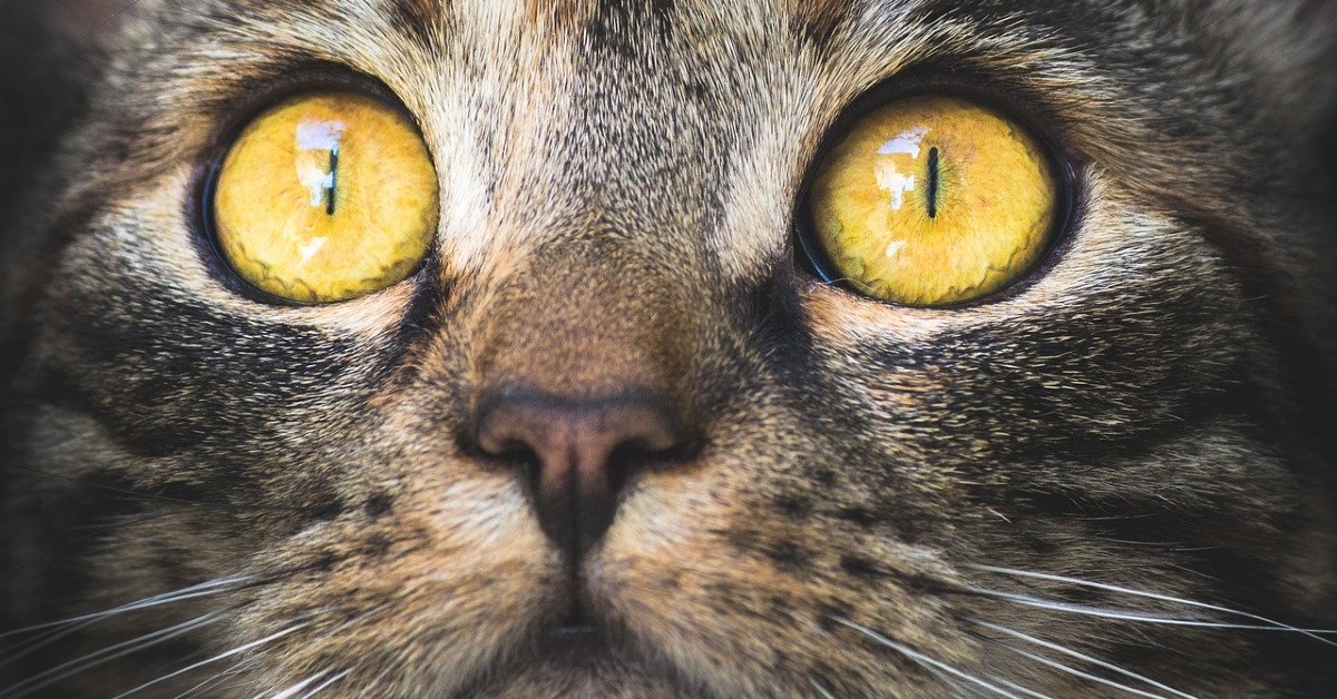 Perché i gatti fissano il vuoto, curiosità e misteri
