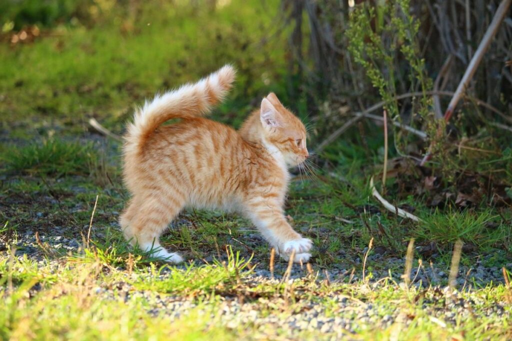 gattino con la schiena inarcata