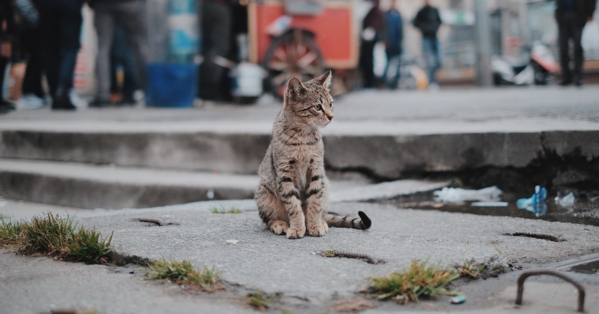 Gatti, perché non tornano a casa