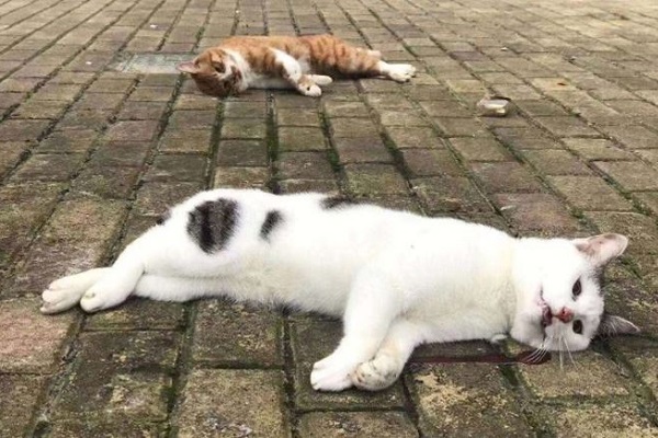 gatti morti per strada coronavirus