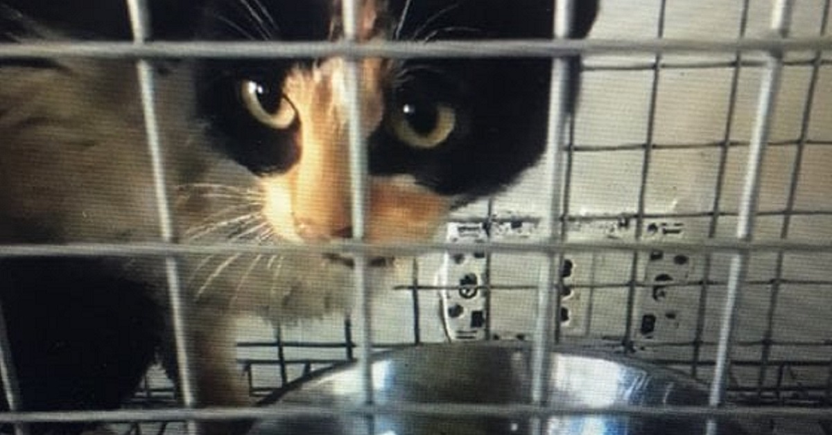 Gattina intrappolata su peschereccio, salvata dopo 10 giorni