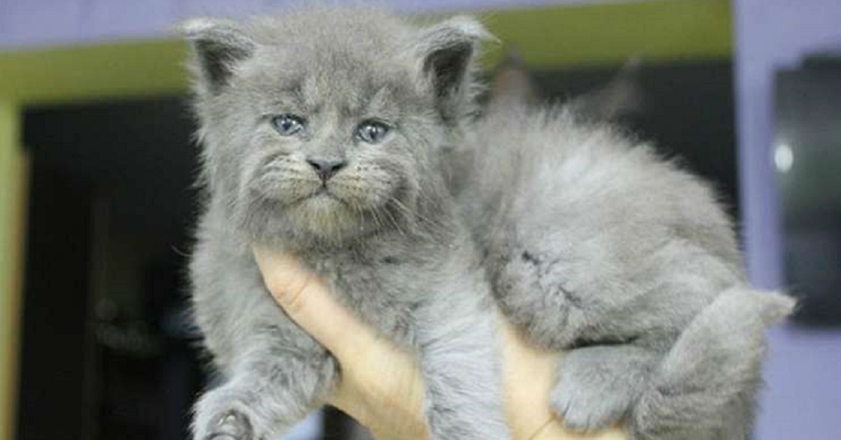 Gattini di maine coon, dolci ma con musetti scontrosi – VIDEO