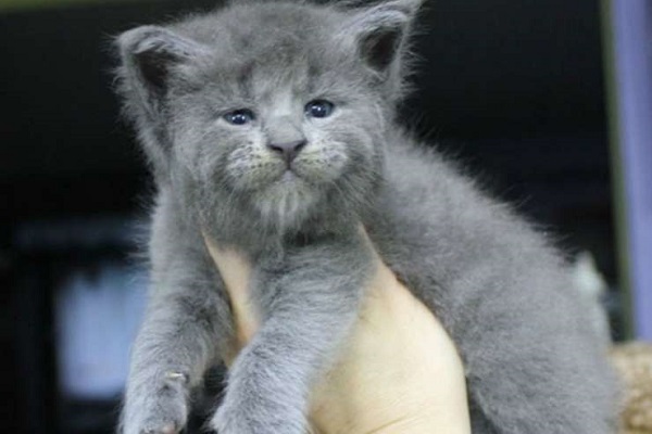 gatto di maine coon grigio