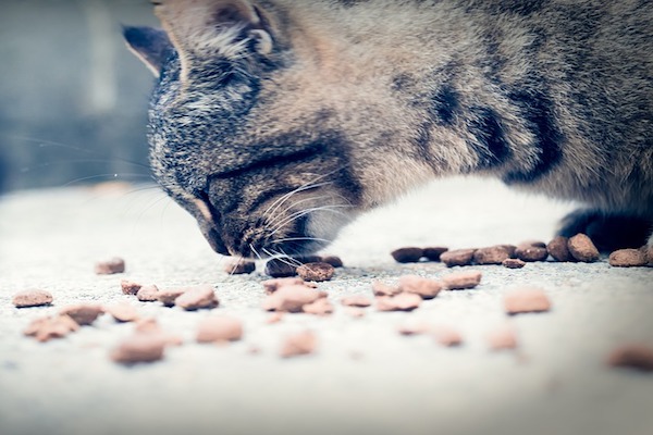 gattini mangiano soli