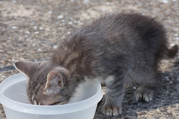 gattino mangia da solo
