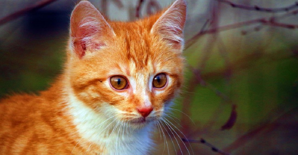 Gattino torturato e gettato in acqua: si cercano i responsabili