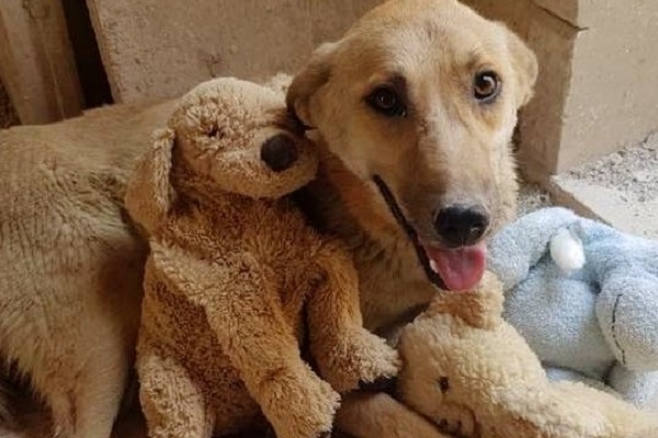 cane con peluche