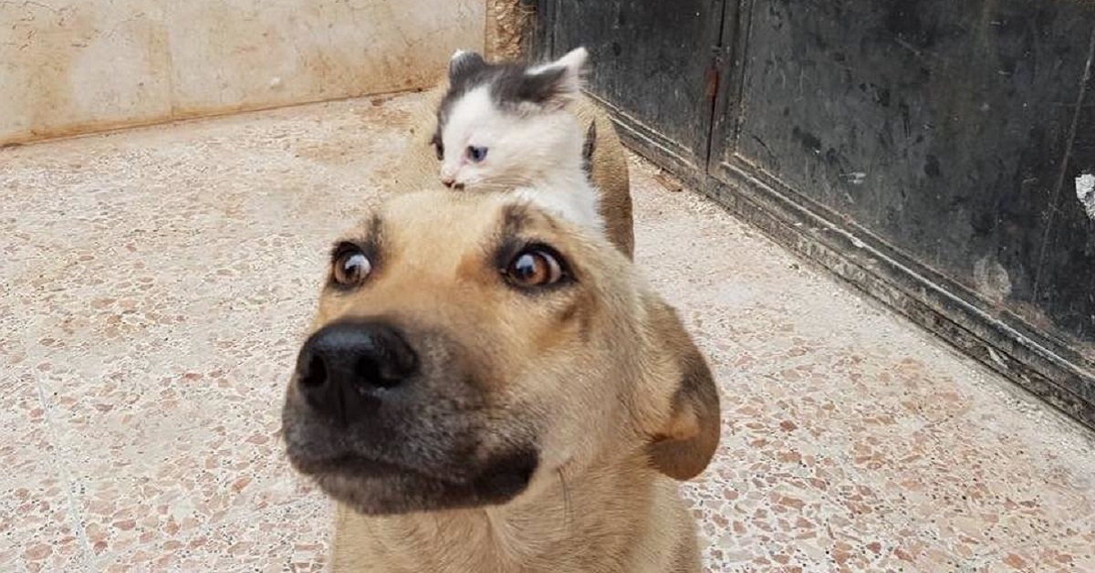 Gattino viene adottato da cagnetta: ecco perché